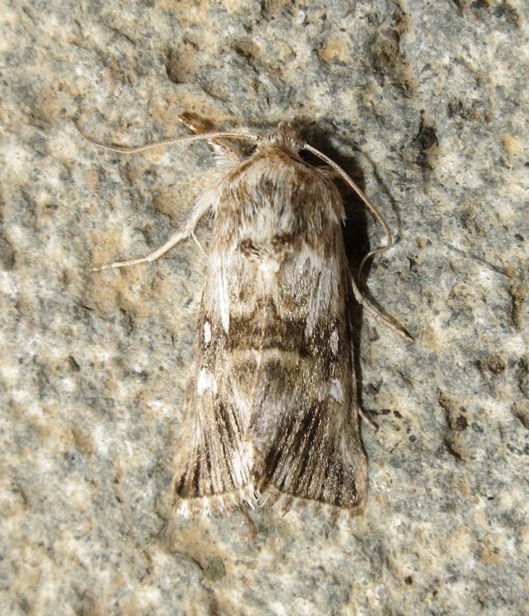 Noctuidae - Calophasia lunula? S�